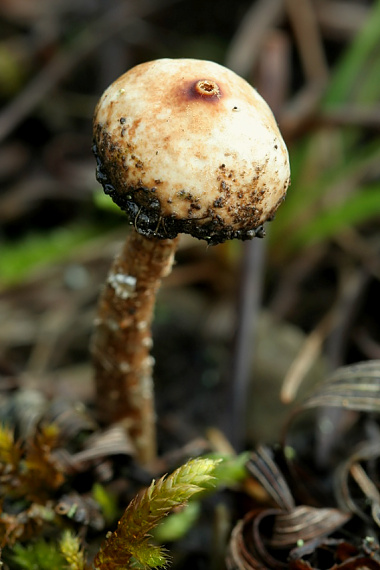 stopkovec zimný Tulostoma brumale Pers.