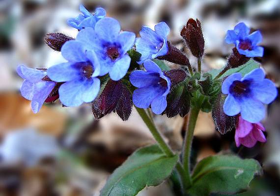 pľúcnik lekársky pulmonaria officinalis l.