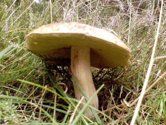 hríb smrekový Boletus edulis Bull.