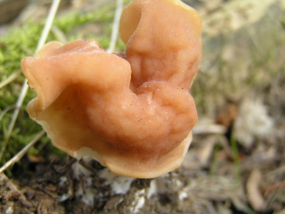 ušiak zväzkovitý Gyromitra sp.