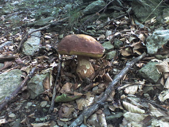 hríb sosnový Boletus pinophilus Pil. et Dermek in Pil.