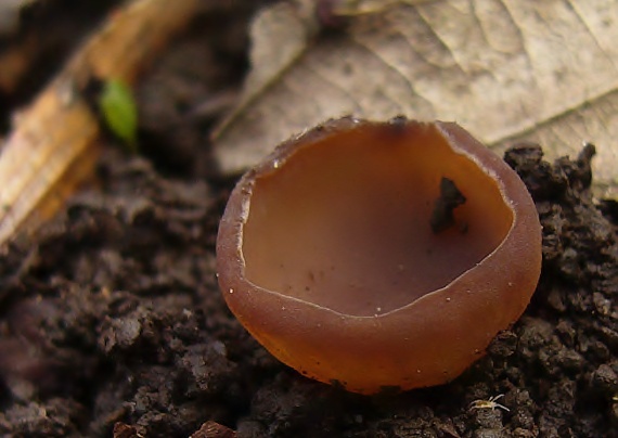 hľuznatka veternicová Dumontinia tuberosa (Bull.) L.M. Kohn