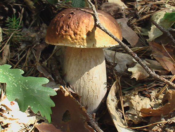 hríb Boletus sp.