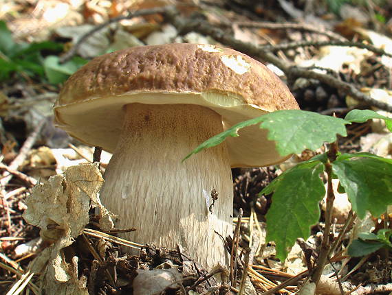 hríb Boletus sp.