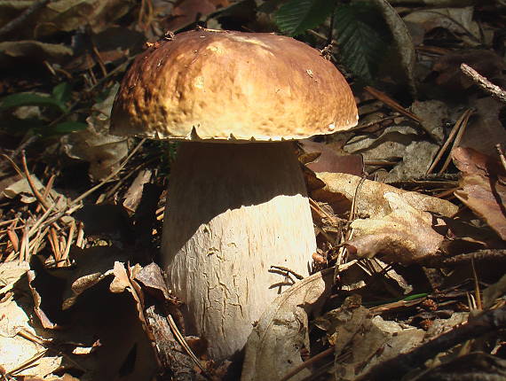 hríb Boletus sp.