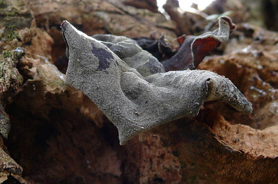 uchovec bazový Auricularia auricula-judae (Bull.) Quél.