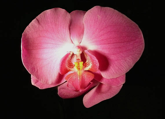 orchidea Phalaenopsis
