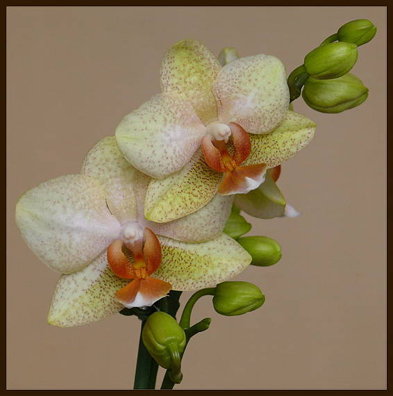 orchidea - phalaenopsis