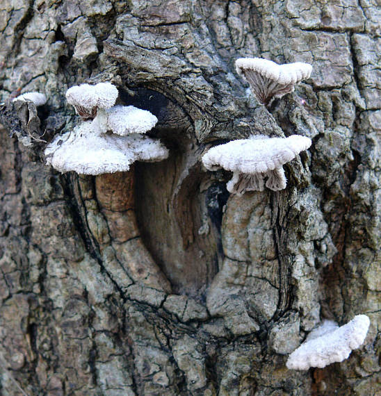 klanolupeňovka obyčajná Schizophyllum commune Fr.