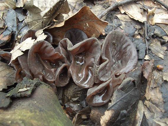 uchovec bazový Auricularia auricula-judae (Bull.) Quél.