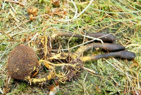 žezlovka srnková - Housenice cizopasná Tolypocladium ophioglossoides (J.F. Gmel.) Quandt, Kepler & Spatafora