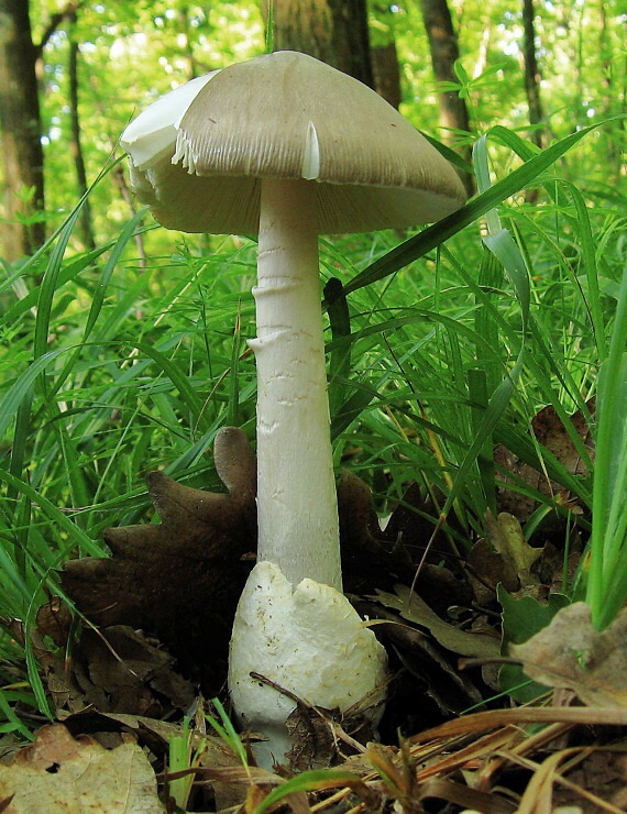 muchotrávka pošvatá Amanita vaginata (Bull.) Lam.