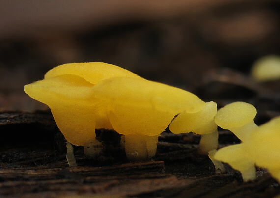 čiašočka Hymenoscyphus sp.