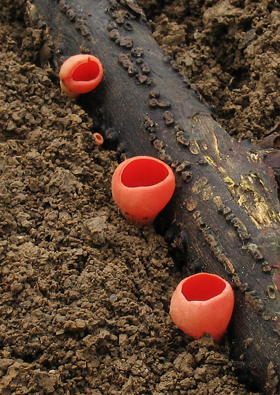 ohnivec šarlátový Sarcoscypha coccinea (Gray) Boud.