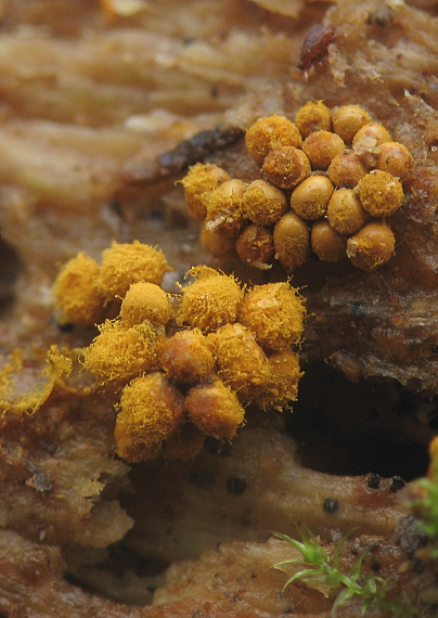 slizovka Myxomycetes