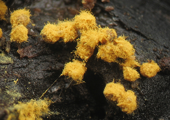 slizovka Myxomycetes