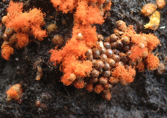 slizovka Myxomycetes