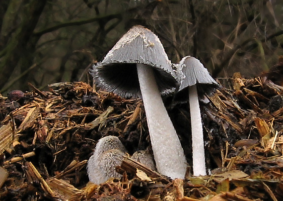 hnojník mrvový Coprinopsis cinerea (Schaeff.) Redhead, Vilgalys & Moncalvo