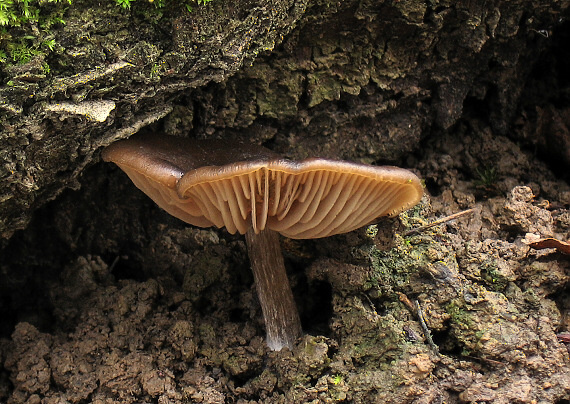 hodvábnica Entoloma sp.