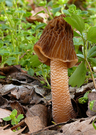 smrčkovec český Verpa bohemica (Krombh.) J. Schröt.