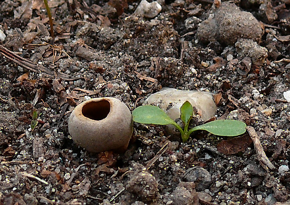 chriapač sosnový Helvella leucomelaena (Pers.) Nannf.