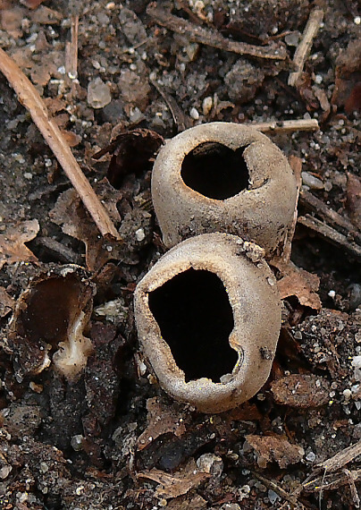 chriapač sosnový Helvella leucomelaena (Pers.) Nannf.