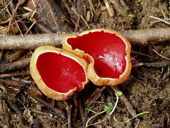 ohnivec šarlátový Sarcoscypha coccinea (Gray) Boud.