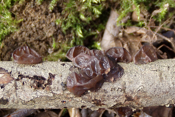 uchovec bazový Auricularia auricula-judae (Bull.) Quél.