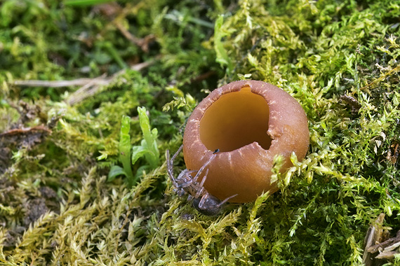 hľuznatka veternicová Dumontinia tuberosa (Bull.) L.M. Kohn