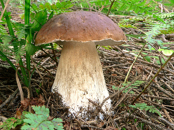 hríb smrekový Boletus edulis Bull.