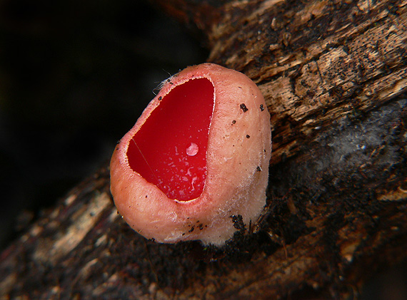 ohnivec šarlátový Sarcoscypha coccinea (Gray) Boud.