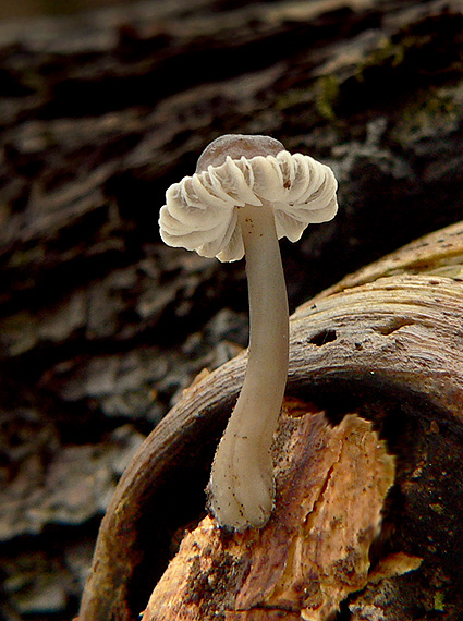 prilbička sp. Mycena sp.