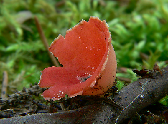 ohnivec Sarcoscypha sp.