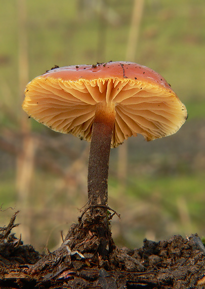 plamienka zimná Flammulina velutipes (Curtis) Singer