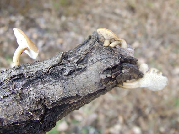 trúdnik zimný Lentinus brumalis (Pers.) Zmitr.