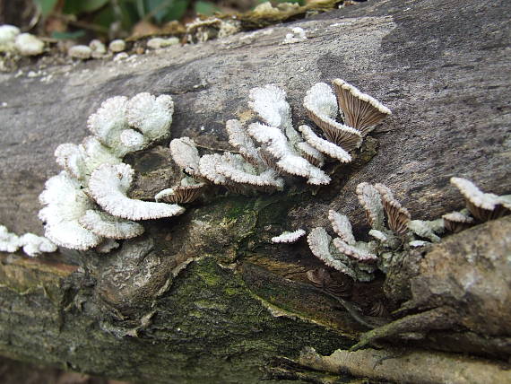 klanolupeňovka obyčajná Schizophyllum commune Fr.