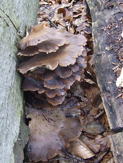 hliva ustricovitá Pleurotus ostreatus (Jacq.) P. Kumm.