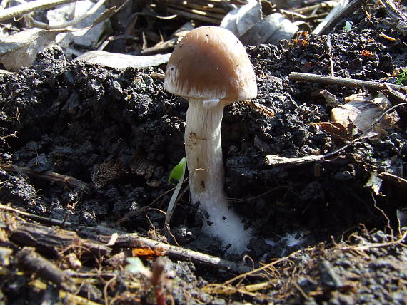 drobuľka Psathyrella sp.