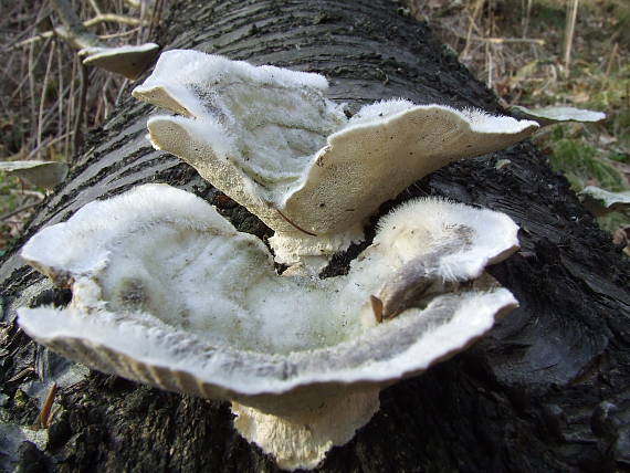 trúdnikovec chlpatý Trametes Hirsuta (Wulfen) Lloyd