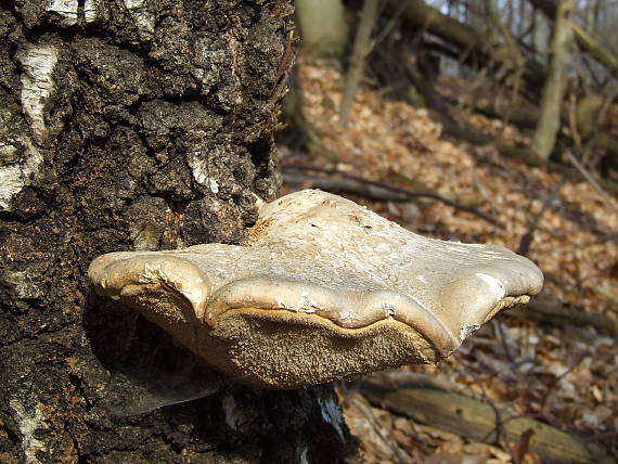 brezovník obyčajný Fomitopsis betulina (Bull.) B.K. Cui, M.L. Han & Y.C. Dai