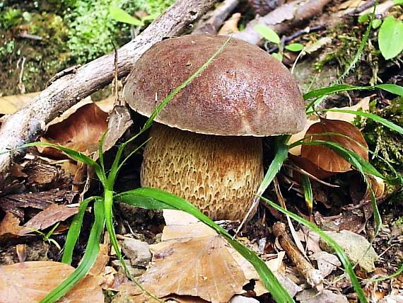 hríb dubový Boletus reticulatus Schaeff.