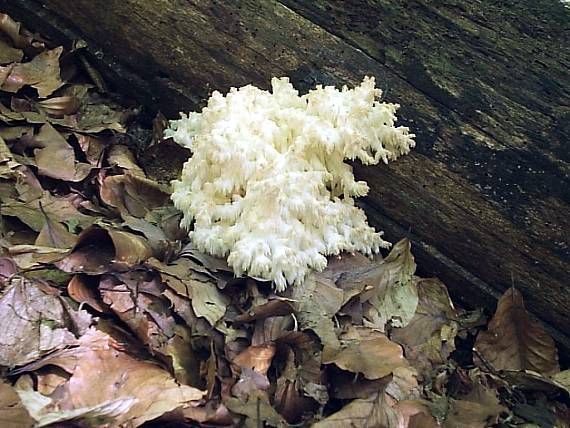 koralovec bukový Hericium coralloides (Scop.) Pers.