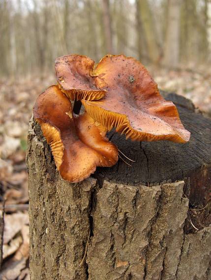 penízovka sametonohá Flammulina velutipes (Curtis) Singer