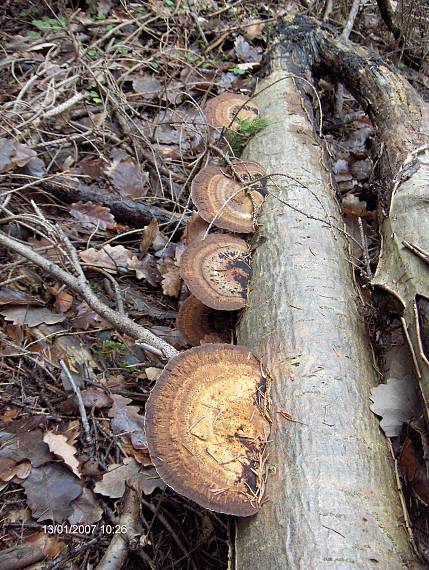 síťkovec načervenalý Daedaleopsis confragosa (Bolton) J. Schröt.