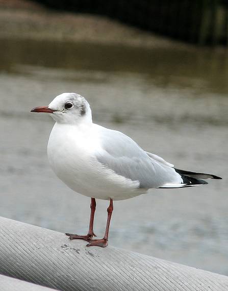 čajka smejivá Larus ridibundus