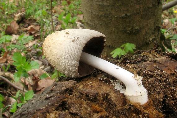 hnojník okrový Coprinellus domesticus (Bolton) Vilgalys, Hopple & Jacq. Johnson