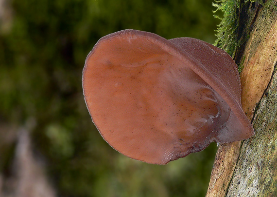 uchovec bazový Auricularia auricula-judae (Bull.) Quél.