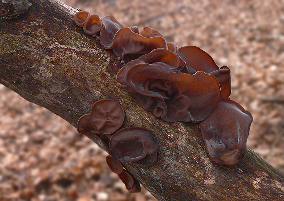 uchovec bazový Auricularia auricula-judae (Bull.) Quél.