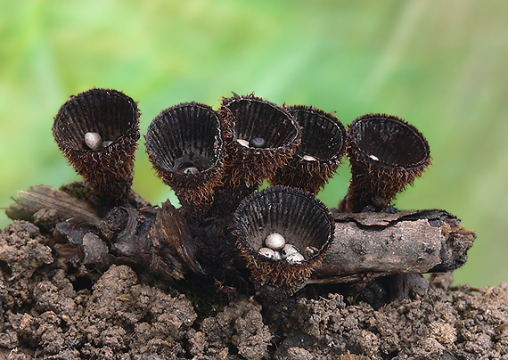 čiaškovec pásikavý Cyathus striatus (Huds.) Willd.