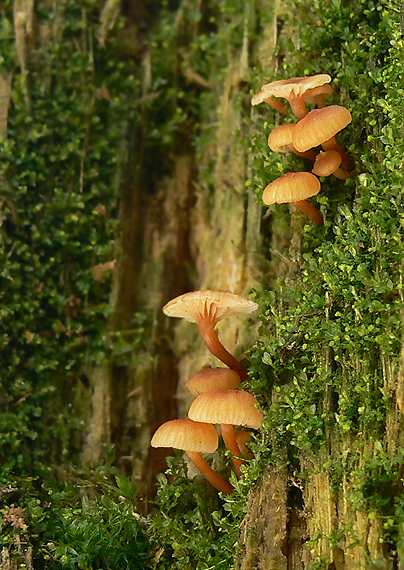 tanečnička zvončekovitá Xeromphalina campanella (Batsch) Maire